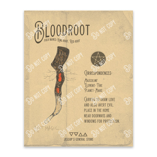 Bloodroot Illustration Art Print (DIGITAL DOWNLOAD)