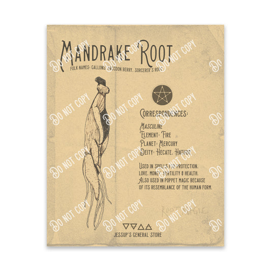 Mandrake Root Illustration Art Print (DIGITAL DOWNLOAD)